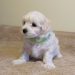 stunning-white-maltipoo-puppies-5bfa67c657eab