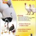Sarl Accouvage Algérie : Production Poussins et Aliments Volailles