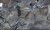 Terrain Mahelma Alger - Image 2