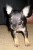 CHIEN DE POCHE CHIHUAHUA TOY - Image 1
