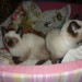 SIAMOIS THAILANDAIS CHATONS