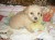 CANICHE DE POCHE MINIATURE CHIOTS - Image 3