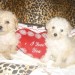 CANICHE DE POCHE MINIATURE CHIOTS