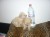 CANICHE DE POCHE MINIATURE CHIOTS - Image 1