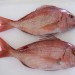 vente a l?exportations des poissons frais et congelés