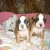 BOXER CHIOTS - Image 3