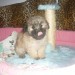 BICHON HAVANAIS CHIOT FEMELLE