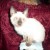 CHATON SIAMOIS - Image 4 CHATON SIAMOIS - Image 4