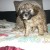 CANICHE MINIATURE FEMELLE - Image 2