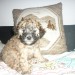 CANICHE MINIATURE FEMELLE