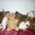 CHATON SIAMOIS - Image 1 CHATON SIAMOIS - Image 1