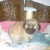 BICHON HAVANAIS CHIOT FEMELLE - Image 1