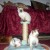 CHATON SIAMOIS - Image 2 CHATON SIAMOIS - Image 2