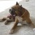 BOXER CHIOTS - Image 1