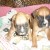 BOXER CHIOTS - Image 4