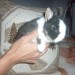 LAPIN NAIN DE COULEUR