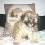 CANICHE MINIATURE FEMELLE - Image 1