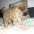 CANICHE MINIATURE FEMELLE - Image 4
