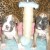BOXER CHIOTS - Image 2