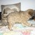CANICHE MINIATURE FEMELLE - Image 3