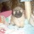 BICHON HAVANAIS CHIOT FEMELLE - Image 2