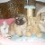 BICHON HAVANAIS CHIOT FEMELLE - Image 3