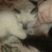 un chaton Siamois