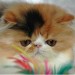 Chaton Persan LOOF
