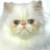 Chatons Persans Loof*** - Image 3