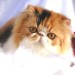 Chatons Persans Loof***