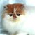 Chatons Persans Loof*** - Image 1