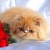 Chatons Persans Loof*** - Image 2
