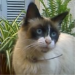 chatte