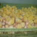 poussins d’un jour