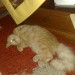 chat persan a vendre