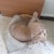 chat persan a vendre - Image 1