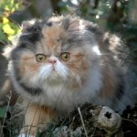 Femelle Persane Loof***