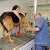 cabinet veterinaire - Image 2