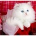 nourice