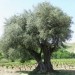 vend huil olive