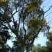 jardinage élagage. abattage et couronnement des palmiers et des arbres( toutes les hauteurs )