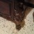 armoire a glace chapeau de gendarme louis  16 antiquite - Image 1