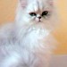 cherche un chat persan (2mois)