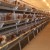 Batterie poule pondeuse (PoulTech) - Image 1
