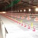 Système d’alimentation pour poulet de chair POULTECH