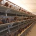 Batterie poule pondeuse (PoulTech)