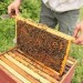 essaims d’abeilles