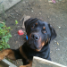 vente rottweiler