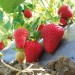 Importation, commercialisation de fraises / fraisiers et intrants agricoles
