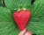 Importation, commercialisation de fraises / fraisiers et intrants agricoles - Image 1